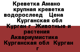 Креветка Амано - крупная креветка-водорослеед › Цена ­ 160 - Курганская обл., Курган г. Животные и растения » Аквариумистика   . Курганская обл.,Курган г.